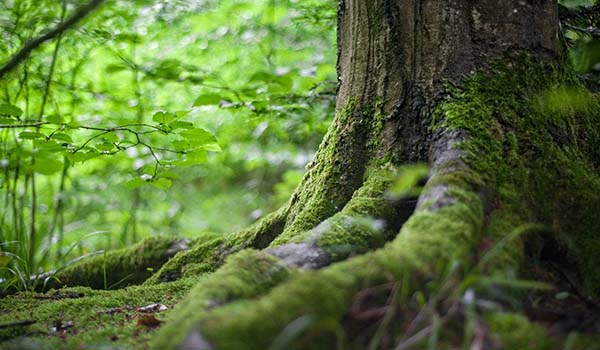 Pide investigador de UANL mejorar relación con los bosques