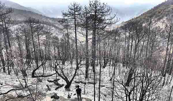 Recuperar el bosque tras los incendios podría tomar un siglo